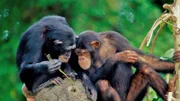 Die Benutzung von Werkzeugen ist nichts, was nur exklusiv dem Menschen vorbehalten ist: hier zwei Schimpansen auf einem Termitenhügel.