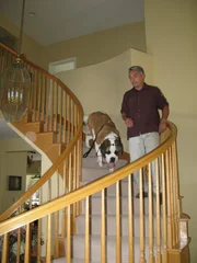 Der Hundeflüsterer Cesar Millan kümmert sich heute um einen Bernhardiner, der Angst vor Treppenstufen hat.