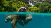 Faultiere entwickelten sich auf der winzigen Insel Escudo vor der Küste Panamas zu guten Schwimmern, wie dieses Pygmäen-Dreifinger-Faultier zeigt.