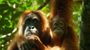 Orang-Utans brauchen 9 Jahren um erwachsen zu werden.    +++