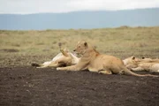 Lions in the dirt in Tanzania.