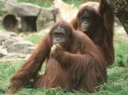 Die Orang-Utans Cheemo (vorn) und Jakowina sind immer noch ganz überwältigt von den Eindrücken in ihrem neuen "Paradies".