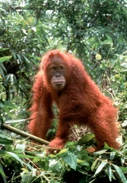 Dort, wo die Zweige sicheren Halt bieten, ist die "Etage" im Regenwald, in der die Orang-Utans zu Hause sind.