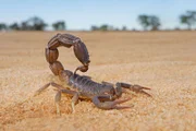 Südafrikanischer Dickschwanzskorpion