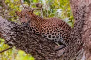 Der stark gefährdete Sri-Lanka-Leopard ist größer als seine Verwandten auf den Festland.