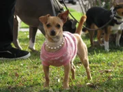 Chihuahua-Mischling Ginger bereitet ihren Besitzern Probleme ...
