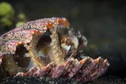 In der Muschelschale hat sich ein Oktopus versteckt.