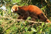 Pu'er Sun River National Park, Yunnan - Roter Panda auf einem Ast. Rote Pandas verbringen viel Zeit damit, die Bäume zu durchqueren, wo sie nach ihrer Lieblingsspeise Bambus suchen.