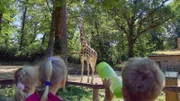 Stell dir vor, du hättest einen Hals wie eine Giraffe. In der „Ich kenne ein Tier“- Doku finden Kinder heraus, wie schön es ist, wenn man die Welt von oben sieht, aber auch wie schwierig es sein kann...