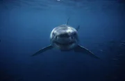 Großer Weißer Hai