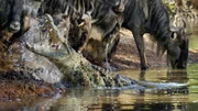 Ein Nilkrokodil stürzt sich auf ein durstiges Gnu am Ufer das Grumeti - Flusses in Tansania. Weitere Fotos erhalten Sie auf Anfrage.