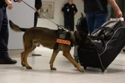 K9 police dog sniffs passing luggage for drugs. (National Geographic/Lucky 8 TV)
