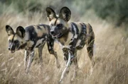 Afrikanische Wildhunde haben eine erstaunliche Ausdauer, sie hetzen ihre Beute über lange Strecken. Wird einer der Anführer müde, übernimmt ein anderer seine Position. Das Rudel reißt die Beute gemeinsam und teilt sie anschließend untereinander.