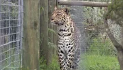 Die Leoparden bekommen gleich eine Geruchsbeschäftigung.