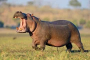 Hippo (Hippopotamus amphibius) with open mouth. Chobe National Park. Botswana    | Flusspferd (Hippopotamus amphibius) mit offenem Maul. Chobe-Nationalpark. Botswan