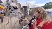 Carmen füttert eine Giraffe