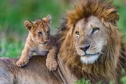 Lion Lipstick and his cub.