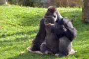Der Gorillamann Ivo im Berliner Zoo.