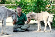 Nachwuchs im Zoo-Berlin, Zwergeselin Grisella ist Mutter geworden: Tierpfleger Mario Barabasz kümmert sich um die Zwergeselin und ihren Nachwuchs.