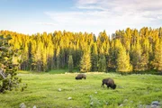 Des bisons broutent le long de la rivière Yellowstone au parc national de Yellowstone dans le Wyoming. Des bisons broutent le long de la rivière Yellowstone au parc national de Yellowstone dans le Wyoming. Bison graze along the Yellowstone River at Yellowstone National Park in Wyoming.