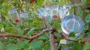 Bei Ehepaar Humke wachsen Äpfel direkt in Glasflachen.