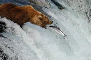 Südalaska. Ein Grizzly beim Lachsfang. Die Tiere müssen sich im Herbst Speck anfressen, um die kalten Winter überleben zu können.