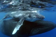 Eine Buckelwalmutter und ihr zwei Monate altes Kalb.