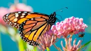 Der Monarchschmetterling legt Tausende Kilometer zurück, um in Mexiko zu überwintern