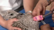 Tierärztin Stephanie Petersen schient das gebrochene Bein eines wilden Silbermöwen-Babys. Jedes Tier verdient bei ihr eine Chance.