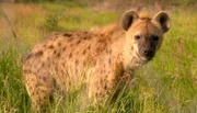 ARD/SWR DAS WAISENHAUS FÜR WILDE TIERE FOLGE 99, "Abenteuer Afrika", am Montag (23.03.15) um 16:10 Uhr im ERSTEN. Hyäne Wolfi bekommt einen neuen Unterstand.