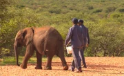 ARD/SWR DAS WAISENHAUS FÜR WILDE TIERE FOLGE 96, "Abenteuer Afrika", am Dienstag (17.03.15) um 16:10 Uhr im ERSTEN. Elefantenmädchen Stouter macht einem Spaziergang durch den Busch.