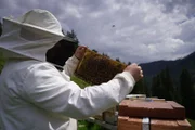 Hans Moser mit Almrosenblütenhonig und Bienen