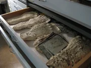 Pocatello, ID, USA: Plaster casts of alleged Bigfoot footprints in Dr. Jeff Meldrum's lab at Idaho State University.  (Photo Credit: (c) BASE Productions)