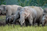 Im nordostindischen Bundesstaat Assam ist das Zusammenleben von Elefanten und Menschen durch Konflikte geprägt. Die Korridore der Elefanten verlaufen direkt durch die landwirtschaftlichen Anbaugebiete der Menschen.