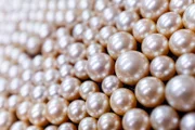 Rarität: In nur einer von 10.000 Austern wächst eine echte Natur-Perle heran.