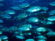 PHOENIX REVOLUTION AM RIFF - TEIL 2, "Hoffnung für die Fische", am Dienstag (28.05.13) um 21:00 Uhr. Ein Makrelenschwarm vor dem Riff. Mehr als 4000 Fischarten sind im Great Barrier Riff beheimatet.