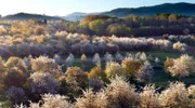Nur an wenigen Orten Deutschlands stehen so viele Kirschbäume wie am Fuß des Schwarzwalds.