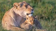 Marsh Pride Löwin und ihr Junges.