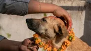Surendra Bajracharya, 27, performs the ritual of Kukur Puja or Dog Worship on Kukur Tihar, the second day of the five day long Tihar festival in Nepal. Tihar is the festival of lights but it also shows reverence to animals. It is believed that the dead have to pass a door guarded by a dog and this door will stay closed if one doesn't worship dogs on Kukur Tihar.