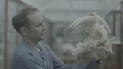Steve Brusatte von der Universität Edinburgh begutachtet ein Modell eines Smilodon-Schädels für die Episode "Secrets of the Sabre Tooth Tiger" von "Lost Beasts Unearthed". (National Geographic)