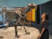 Dr. Mairin Balisi sieht sich ein Smilodon-Exponat im Alf Museum in Los Angeles an. Es wurde in der Episode "Geheimnisse des Säbelzahntigers" von "Lost Beasts Unearthed" gezeigt. (National Geographic)