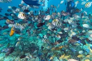 Velfältige Unterwasserwelt auf Pearl Island.