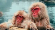 Diese Dokumentation lüftet die Geheimnisse tierischer Extremschläfer und begleitet Wissenschaftler auf der ganzen Welt dabei, das rätselhafte Schlafverhalten der unterschiedlichsten Tiere zu erforschen. - Schlafende Makaken in einer heißen Quelle.