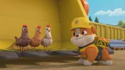 v.li.: Chickens, Rubble