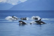 Gruppe von Killerwalen  +++