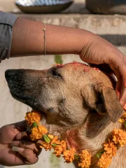 Surendra Bajracharya, 27, performs the ritual of Kukur Puja or Dog Worship on Kukur Tihar, the second day of the five day long Tihar festival in Nepal. Tihar is the festival of lights but it also shows reverence to animals. It is believed that the dead have to pass a door guarded by a dog and this door will stay closed if one doesn't worship dogs on Kukur Tihar.