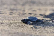 Nancite, Costa Rica - Auf dem flachen Sand macht sich diese winzige Schildkröte auf den Weg ins Meer, aber in der freien Natur ist sie Raubtieren ausgesetzt.