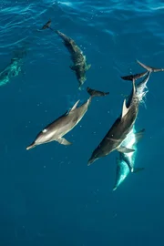 In der Karibik liegt die Kinderstube vieler Delfine.