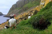 Papageitaucher am Eingang zu seinem Bau an Steilklippen, Shiant Isles, Schottland