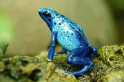 Blaue Baumsteiger / Blauer Frosch
